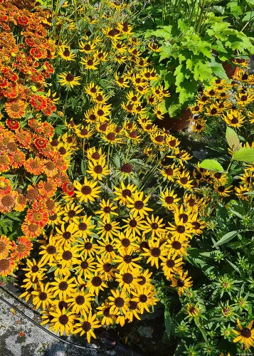 Rudbekia Błyskotliwa Sun Ka Ching Rudbeckia Fulgida