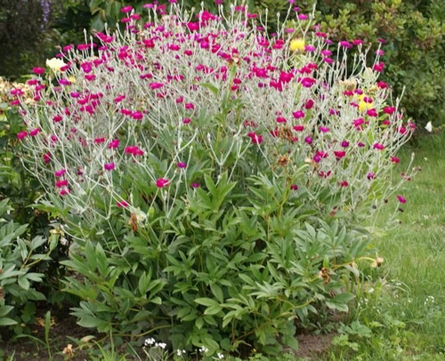 Firletka kwiecista Lychnis coronaria 9