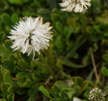 Kulnik sercolistny Alba Globularia Cordifolia 9