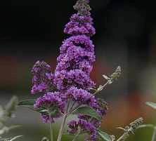 Budleja Dawida Lavender Cupcake Buddleja Davidii 1l