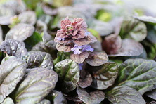 Dąbrówka rozłogowa Mahogany Ajuga Reptans
