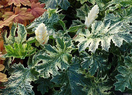 Akant miękki Whitewater Acanthus mollis 0,5l - 1l