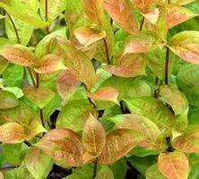 Krzewuszka Cudowna Wings of Fire Weigela florida 1l