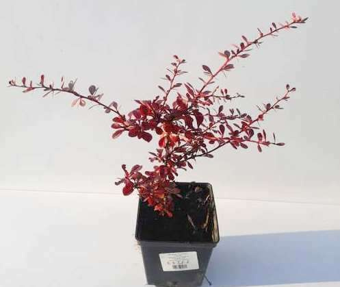 Berberys Thunberga Carmen Berberis Thunbergii 9-1l