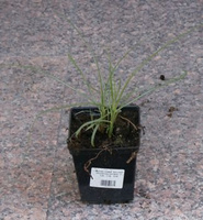 Miskant Chiński Red Chief Miscanthus Sinensis 1l