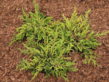 Jałowiec Pospolity Goldschatz Juniperus Communis 1l
