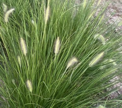 Rozplenica Japońska Gelbstiel Pennisetum Alopecuroides 9