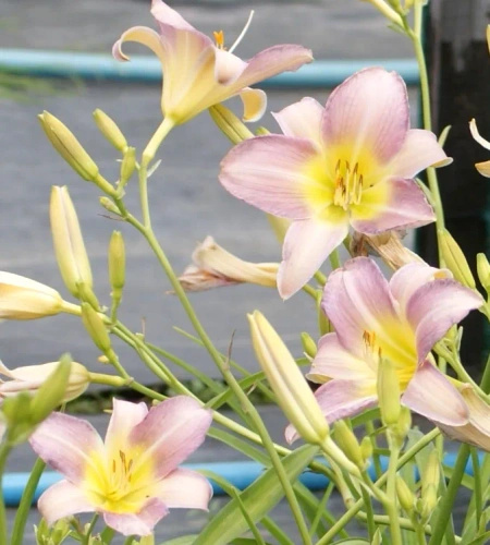 Liliowiec Catharine Woodbury Hemerocallis11