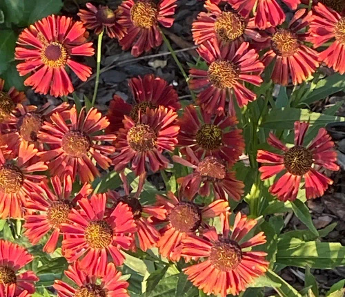 Dzielżan Jesienny Siesta Helenium Autumnale1l