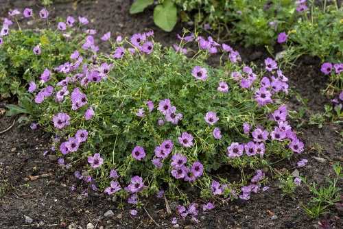 Bodziszek popielaty Ballerina Geranium cinereum