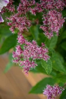 Sadziec Eureka Eupatorium