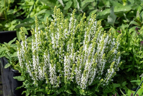 Szałwia omszona Alba (Adrian) Salvia nemorosa