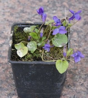 Fiołek Wonny Viola Odorata 9