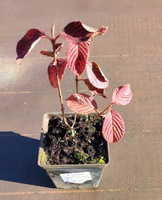 Kalina japońska Popcorn Viburnum plicatum 1ll