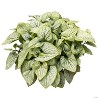 Brunnera wielkolistna Little Heart Brunnera Macrophylla