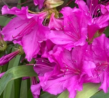 Azalia japońska Blaue Donau Azalea japonicum 1l