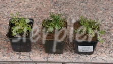 Goździk kropkowany C. czerwony Dianthus deltoides 9