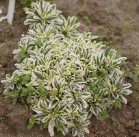 Gęsiówka macedońska Variegata Arabis ferdinandi - coburgi