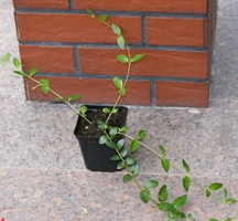 Barwinek pospolity Vinca minor 9