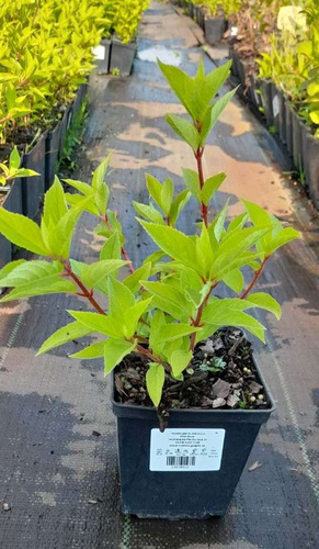 Hortensja bukietowa Phantom Hydrangea Paniculata 1l