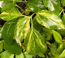 Forsycja Variegata Forsythia x intermedia 