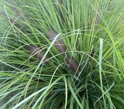 Rozplenica Japońska Red Head Pennisetum Alopecuroides 9
