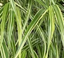 Hakonechloa smukła Hakonechloa macra 