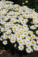 Złocień wielki Snow Cap Leucanthemum Superbum 1l