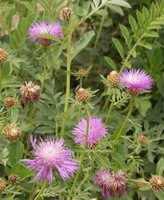 Chaber białawy Centaurea delbata 9