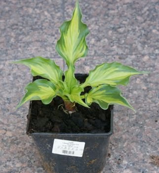 Funkia Lakeside Paisley Print Hosta  2l