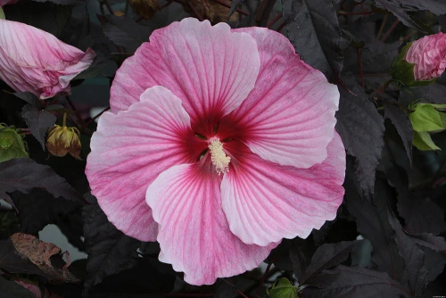 Hibiskus Starry Night Hibiscus hybrida