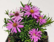Aster Wood's Pink Aster hybrida 1l 