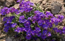 Żagwin Hamburger Stadtpark Aubrieta Hybrida