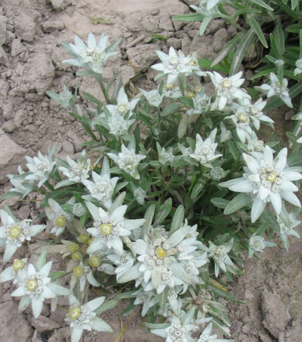 Szarotka alpejska Star of Alps Leontopodium Alpinum