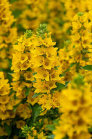 Tojeść Kropkowana Lysimachia Punctata 9