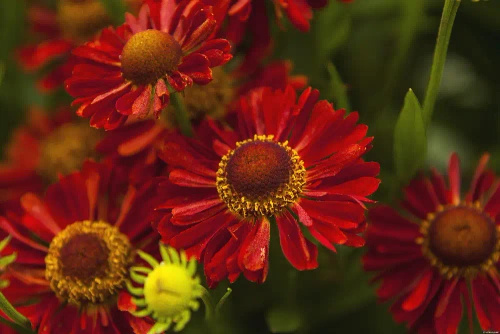 Dzielżan Jesienny Siesta Helenium Autumnale1l