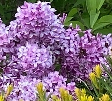 Lilak Meyera Palibin Syringa Meyeri 2l