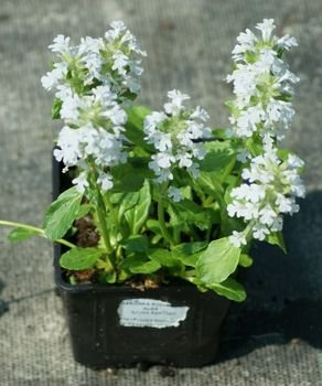 Dąbrówka rozłogowa Alba Ajuga Reptans
