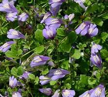 Mazus rozłogowy niebieskofioletowy Mazus reptans