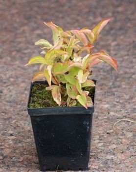 Krzewuszka Looymansii Aurea Weigela 1l