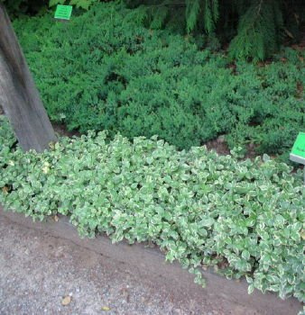 Barwinek pospolity Argenteovariegata Vinca minor 9