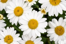 Złocień wielki Snow Cap Leucanthemum Superbum 1l