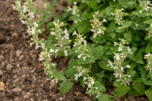 Kocimiętka Fasena Snowflake Nepeta Faassenii