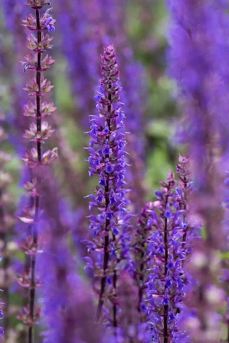 Szałwia omszona Caradonna Salvia nemorosa