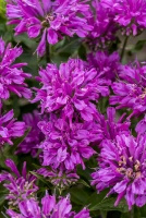 Pysznogłówka Baby Spice Monarda 9