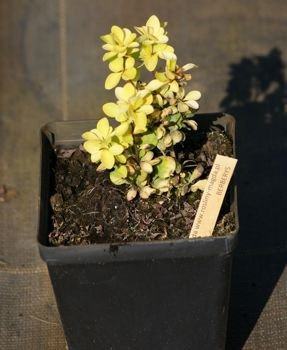 Berberys Thunberga Golden Tower Berberis Thunbergii 1l