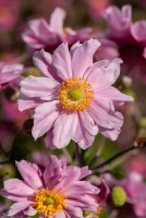 Zawilec Garden Breeze Whirlwind Pink Anemone Hybrida 