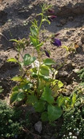 Dzwonek kopkowany Kent Belle Campanula punctata 9