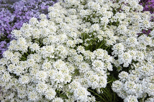 Ubiorek wiecznie zielony Appen Etz Iberis Sempervirens