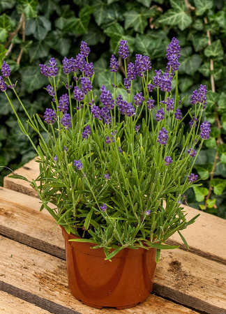 Lawenda Wąskolistna Thumbelina Leigh Lavandula Angustifolia 9